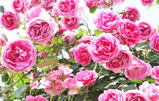 性喜溫暖,愛陽光,忌炎熱,對光照要求高